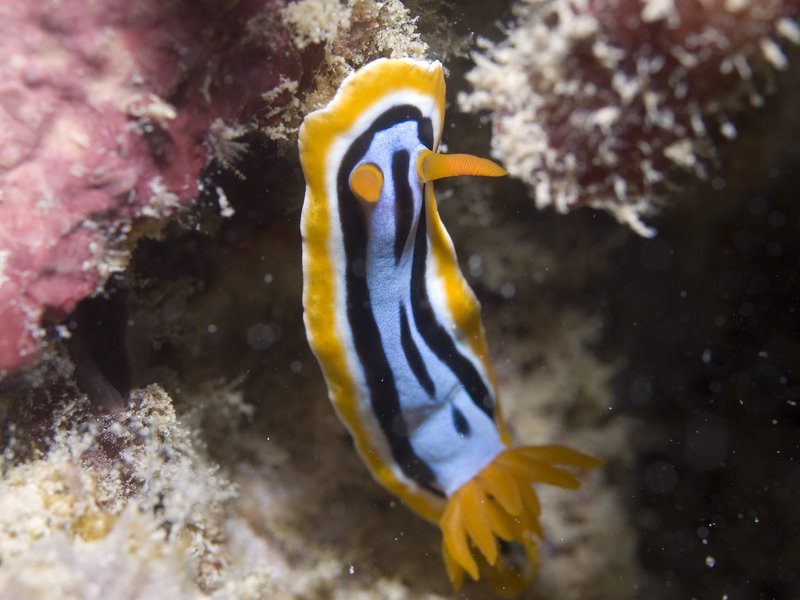 Nudibranch, Mabul, Paradise 1 and 2